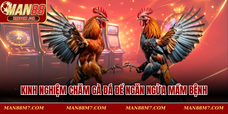 Kinh nghiệm chăm gà đá để ngăn ngừa mầm bệnh