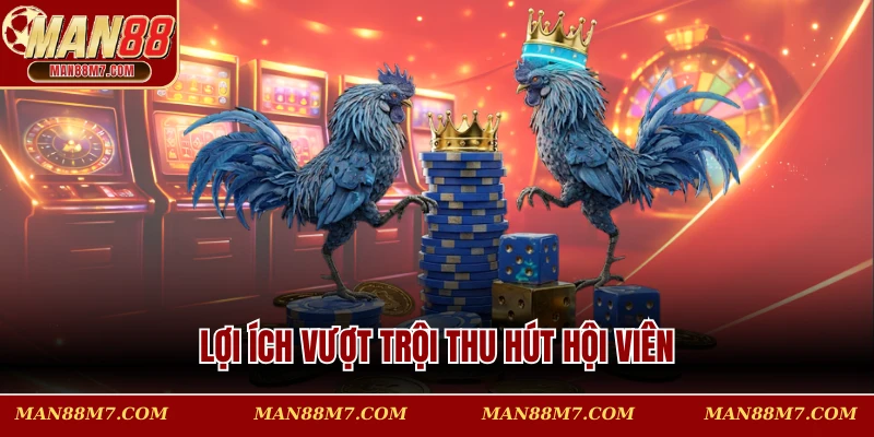Lợi ích vượt trội thu hút hội viên khi tham gia chọi kê ở bồ gà