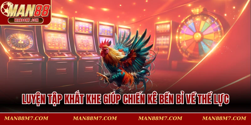 Luyện tập khắt khe giúp chiến kê bền bỉ và sở hữu những cú đá hiểm